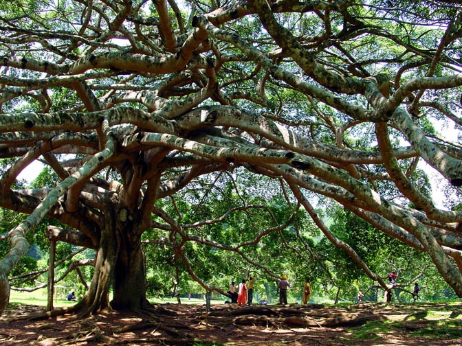 A Giant Ficus Binyamina, a forest by one tree, in Kandy's Botanical Gardens, 2002