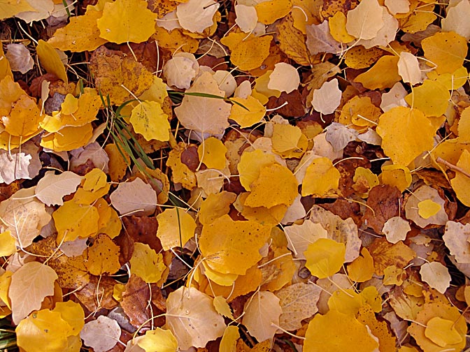 Autumn foliage in Neuquen province, Patagonia, Argentina 2004