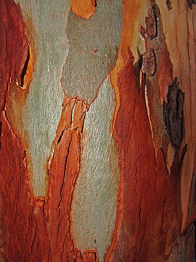 A River Red Gum (Eucalyptus camaldulensis) trunk in the Sharon Park Hadera forest, Israel 2000
