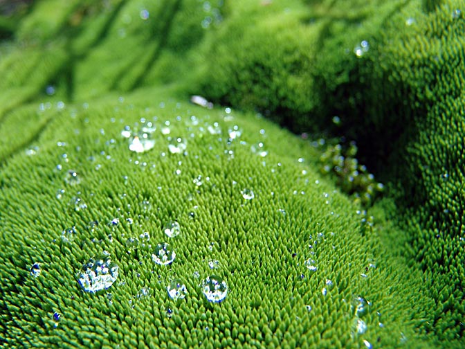 Dew drops on the moss, in Bay of Isles, South Georgia Islands 2004