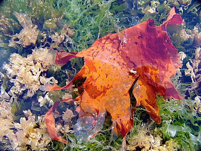 Colorful seaweed in Carcass Island, Falkland Islands 2004