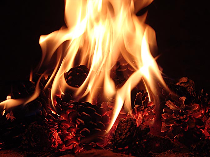 Strobiles flaming in fire in the Judean Desert, Israel 2006