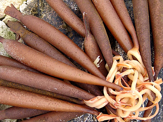 Pipe-like seaweeds in Carcass Island, Falkland Islands 2004