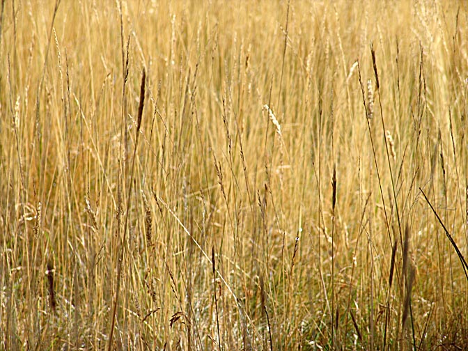 A field of shining weed  in the Torres del Paine Trek, Chile 2004