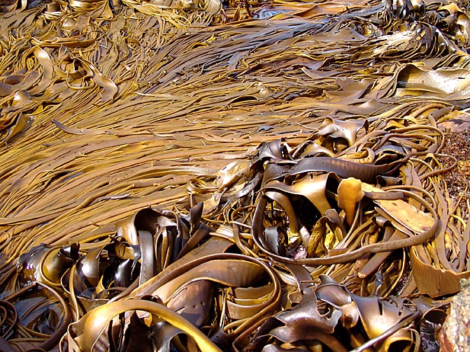 Kelp around Beauehene Island, Falkland Islands 2004