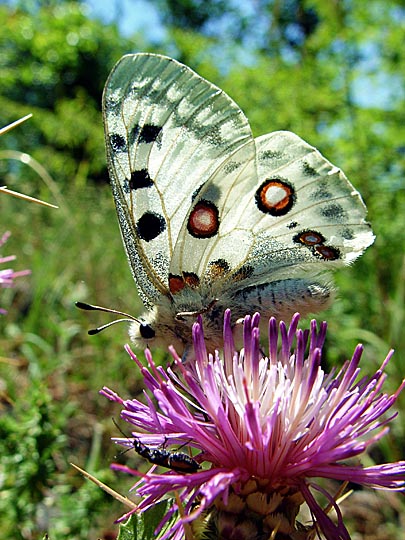 A Centaurea and a Parnassius apollo butterfly in Kure Mountains, Turkey 2003