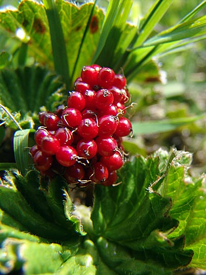 The Pig Vine poisoned fruits in Carcass Island, Falkland Islands 2004