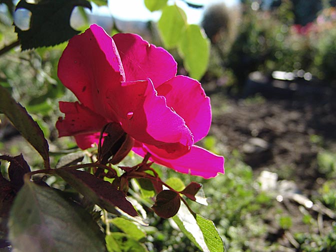 A red rose blossom in Atreuco, Patagonia, Argentina 2004