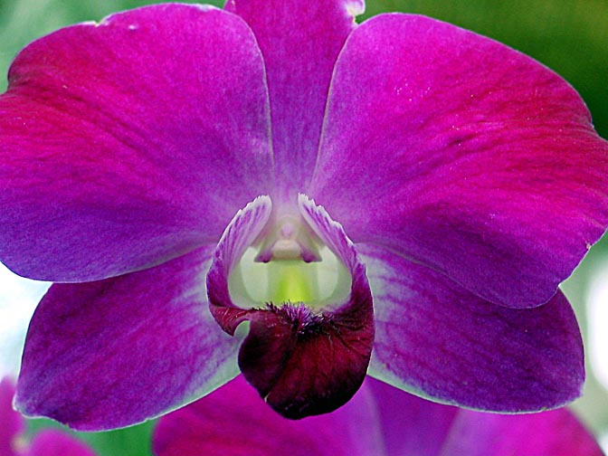 An Orchid blossom in Kandy's Botanical Gardens, Sri Lanka 2002