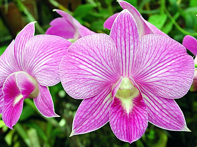 An Orchid blossom in Kandy's Botanical Gardens, Sri Lanka 2002