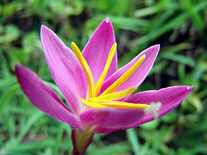 A colorful blossom along the Kangchenjunga Trek, Nepal 2006