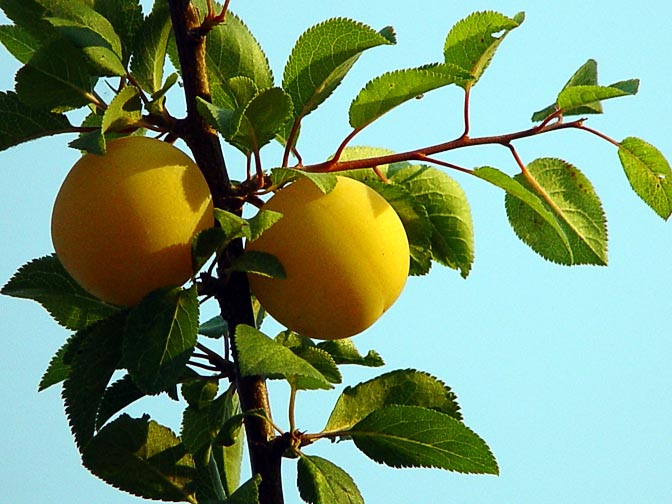 Apricot fruits south to the Black Sea, Turkey 2003