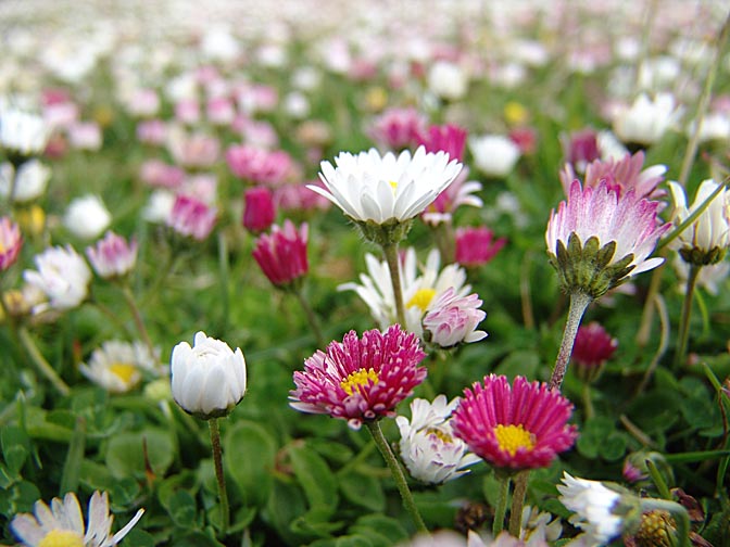 A blooming Vanilla Daisy (Bellis) field in Bleaker Island, Falkland Islands 2004