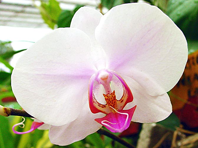 An Orchid blossom in Kandy's Botanical Gardens, Sri Lanka 2002