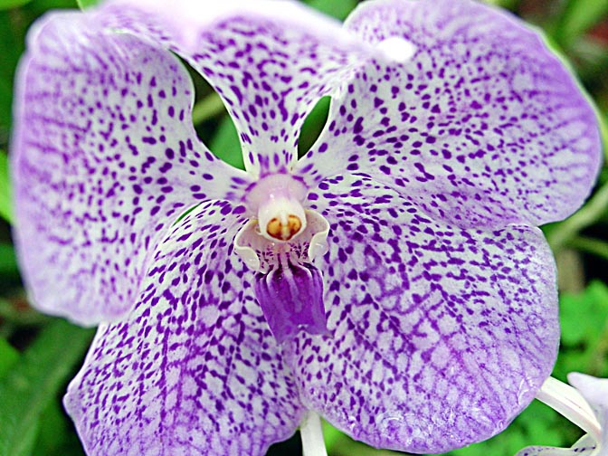 An Orchid blossom in Kandy's Botanical Gardens, Sri Lanka 2002