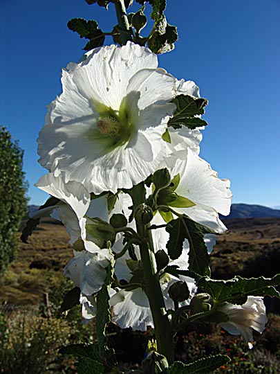An Alcea blossom in Atreuco, Patagonia, Argentina 2004