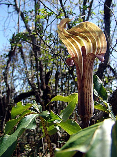 An Arum blossom along the Kangchenjunga Trek, Nepal 2006