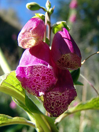 The Digitalis purpurea (Common Foxglove) blossoms in the Torres del Paine, Chile 2004