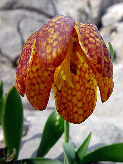 A Fritillaria aurea blossom in Ala Dalar, Turkey 2002