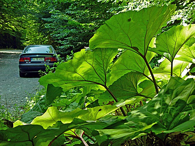 Huge leaves in Yedigoller, Turkey 2003