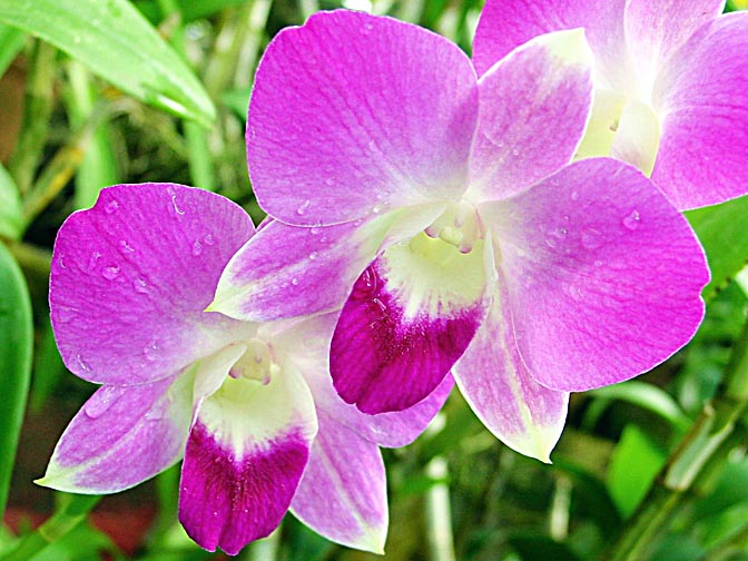 An Orchid blossom in Kandy's Botanical Gardens, Sri Lanka 2002