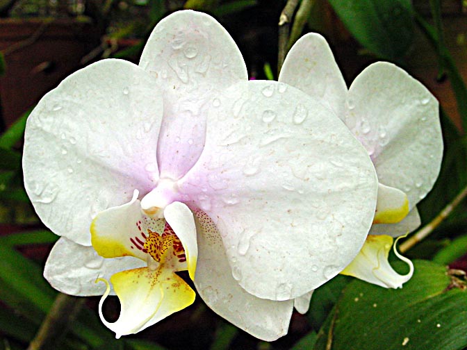 An Orchid blossom in Kandy's Botanical Gardens, Sri Lanka 2002