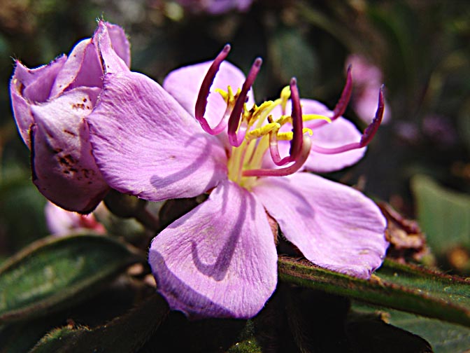 A colorful blossom of Princess-Flower or Glory Bush (Tibouchina) along the Kangchenjunga Trek, Nepal 2006