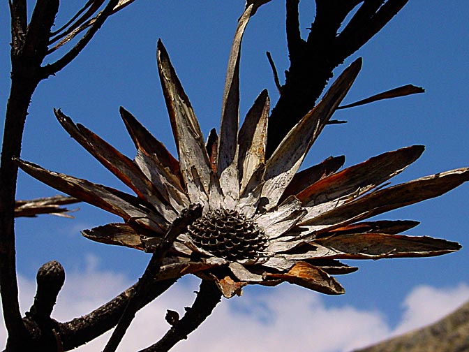 פרח יבש בשמורת הטבע ג'ונקרשוק, באזור הכרמים מזרחית לקייפטאון, דרום אפריקה 2000