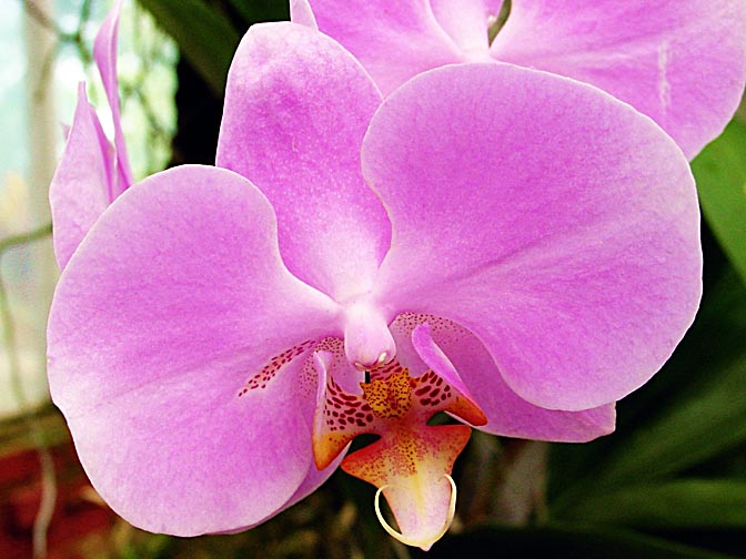 An Orchid blossom in Kandy's Botanical Gardens, Sri Lanka 2002