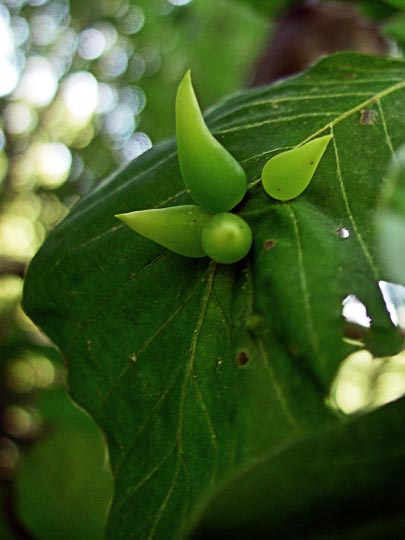Gallnuts on a green leaf in Yedigoller, Turkey 2003