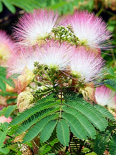 An Albizia Julibrissin (Mimosa, Silk Tree) blossoms in the Hippodrome of Istanbul, Turkey 2003