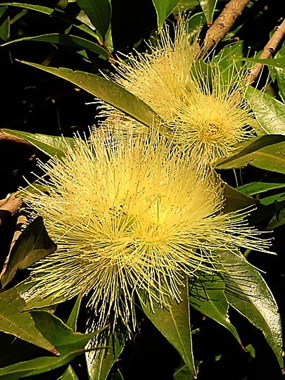 Yellow blossoms in Cape Winelands, South Africa 2000