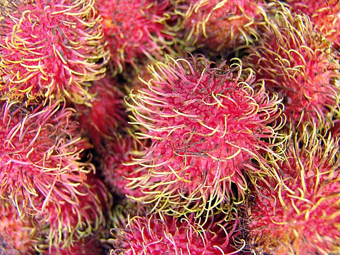 Rambutan fruits (Nephelium lappaceum) on the way to Luang Prabang, Laos 2007