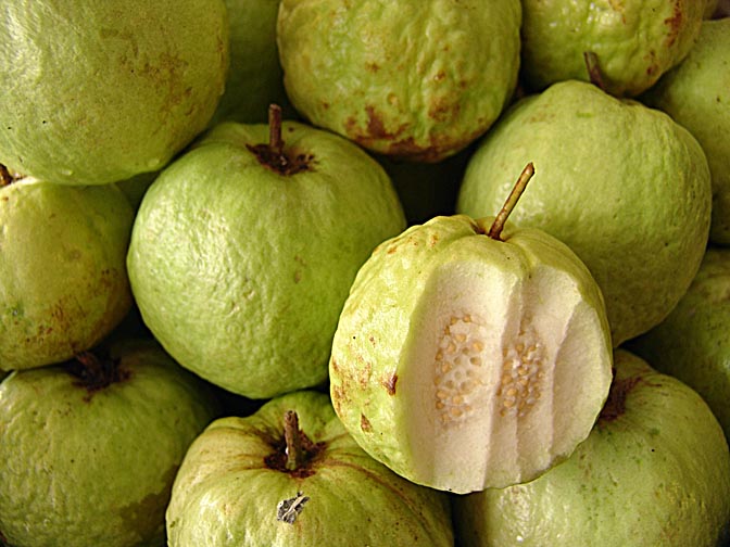 Green guava fruits on the way to Chiang Mai, Thailand 2007