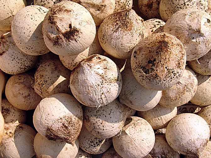 Coconuts in Luang Namtha market, Laos 2007