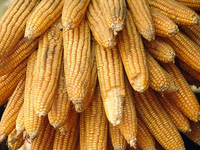 Corncobs in Muang Sing, Laos 2007