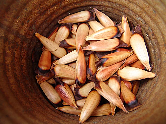 Araucaria seeds (Araucaria araucana, pinions) in Neuquen Province, Patagonia Argentina 2004