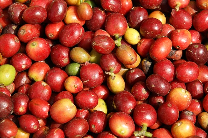 Fresh coffee cherries in Watabung, Papua New Guinea 2009