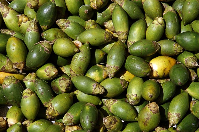 Betel nuts (Areca catechu, Areca nut, Buai) in Mount Hagen, Papua New Guinea 2009