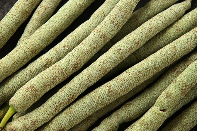 Mustard sticks (Daka) in Pagwi market, Papua New Guinea 2009