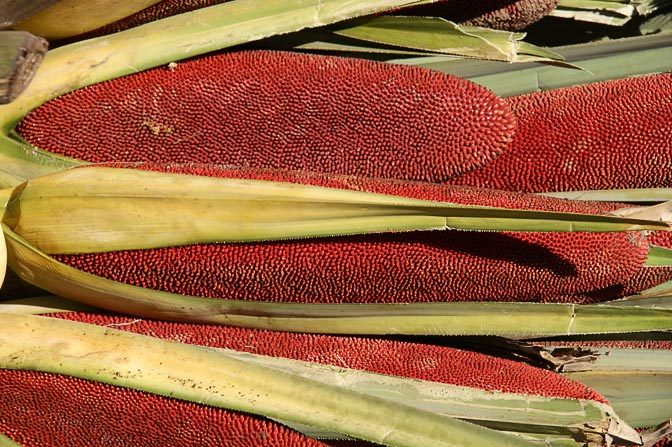 Ripe Pandanus fruits (Pandanus conoideus, Marita, Red Fruit) in Polga, Papua New Guinea 2009