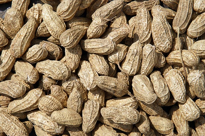 Peanuts (Kasang) in Pagwi market, Papua New Guinea 2009