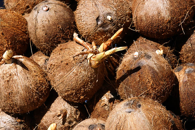 אגוזי קוקוס יבשים בשוק בגורוקה, פפואה גינאה החדשה 2009