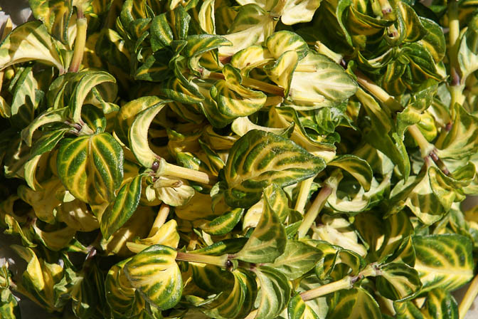 עלים ירוקים למאכל בשוק בגורוקה, פפואה גינאה החדשה 2009