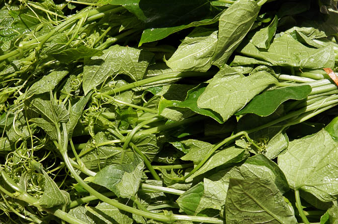Choko leaves (Sechium edule, Chayote) in Goroka market, Papua New Guinea 2009