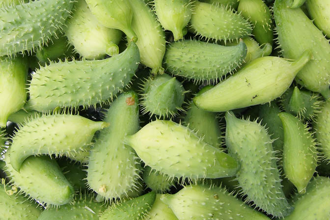 Bitter melon (Momordica charantia, Karela) in Pangu, India 2011