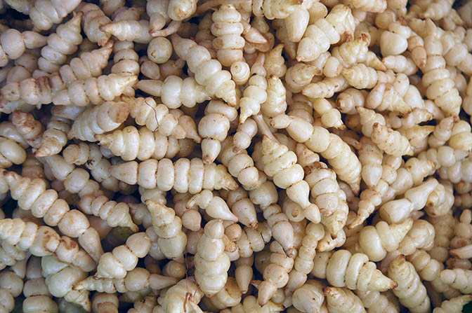 Tubers of Stachys affinis (Chinese artichoke) in Pindaya market, Myanmar 2015