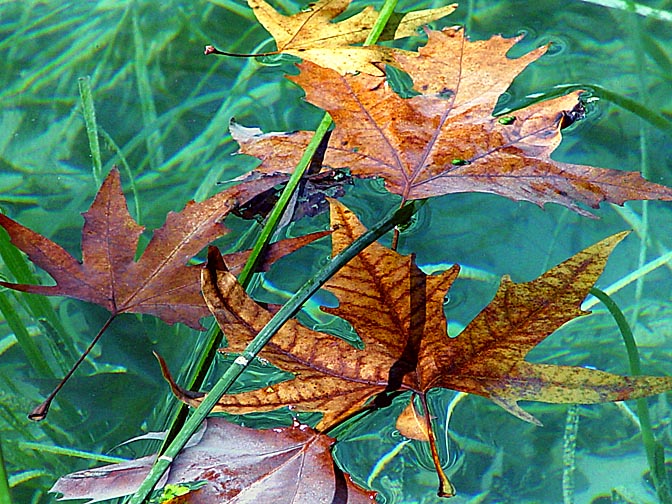 Leaves in a pond around Antalya, Turkey 2002