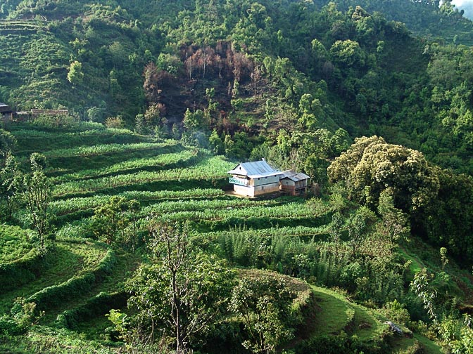 טרסות מעובדות, באזור הגבעות למרגלות ההימלאיה, ליד קנדה בנג'נג, בטרק לקנצ'נג'ונגה, נפאל 2006