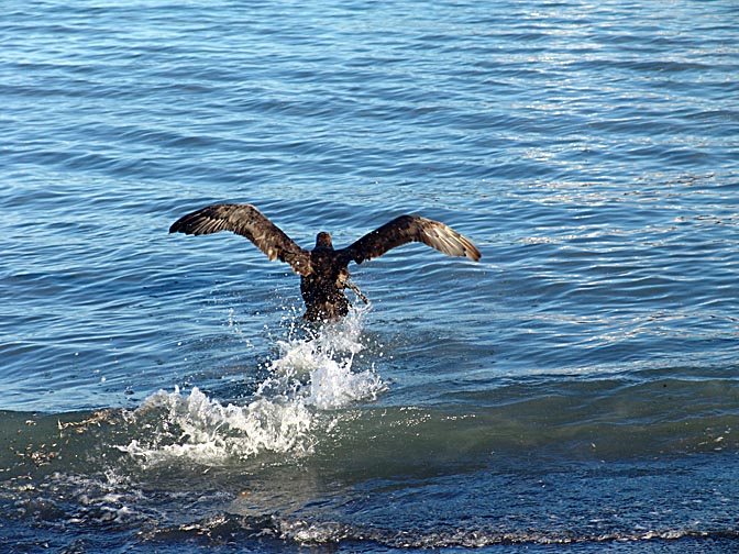 A Giant Petrel running on the water in St Andrews Bay, South Georgia Islands 2004